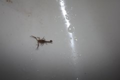 44-A scorpion in the sink